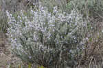 False rosemary